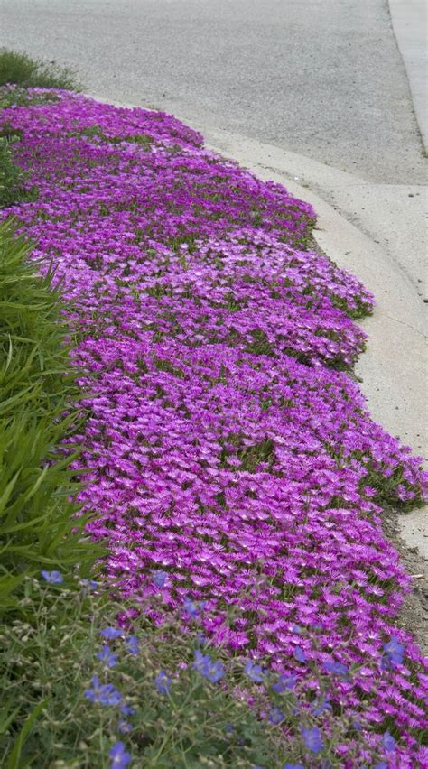 classy ground covers|perennial ground covers that bloom all summer.